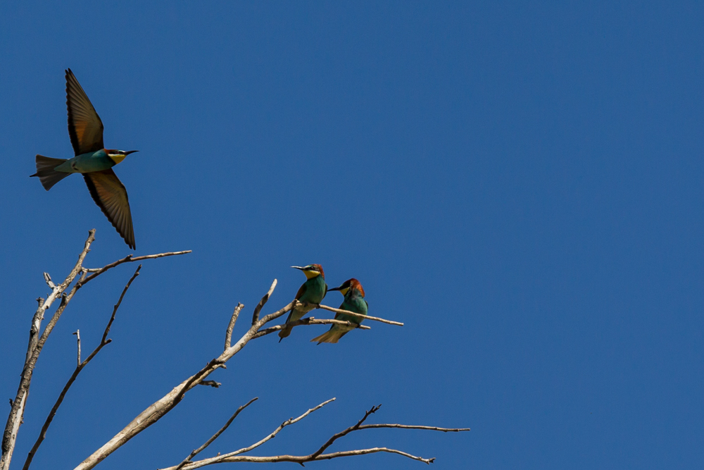 Bienenfresser (Merops apiaster)