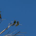 Bienenfresser (Merops apiaster)