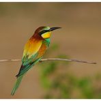 ---- Bienenfresser ---- ( Merops apiaster )