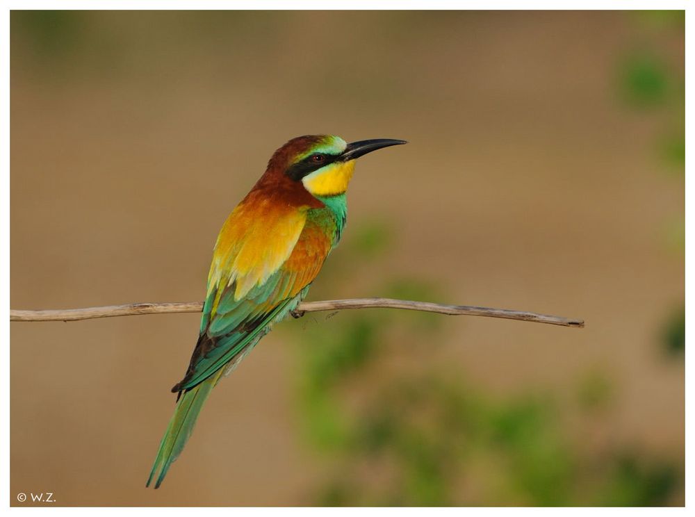 ---- Bienenfresser ---- ( Merops apiaster )