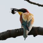 Bienenfresser (Merops apiaster)