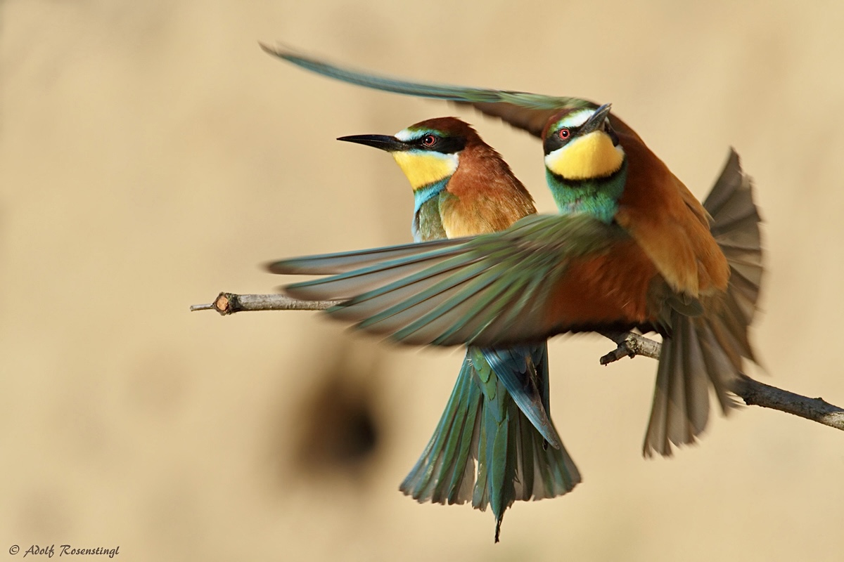 Bienenfresser (Merops apiaster)