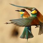 Bienenfresser (Merops apiaster)