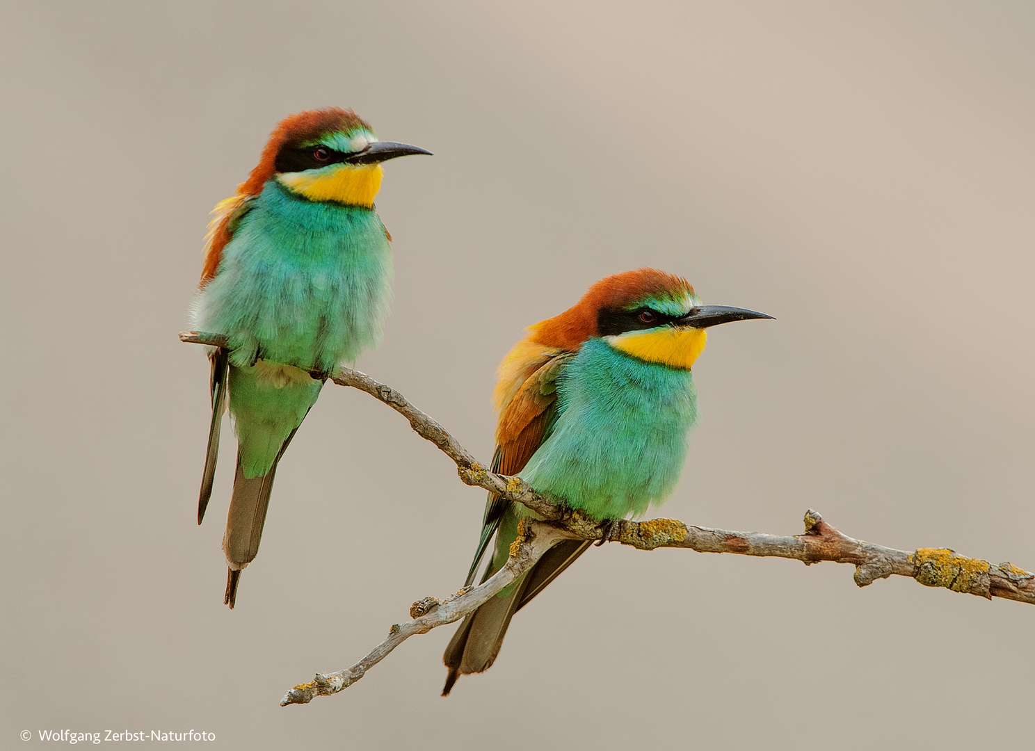  - BIENENFRESSER -  (Merops apiaster)