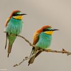  - BIENENFRESSER -  (Merops apiaster)