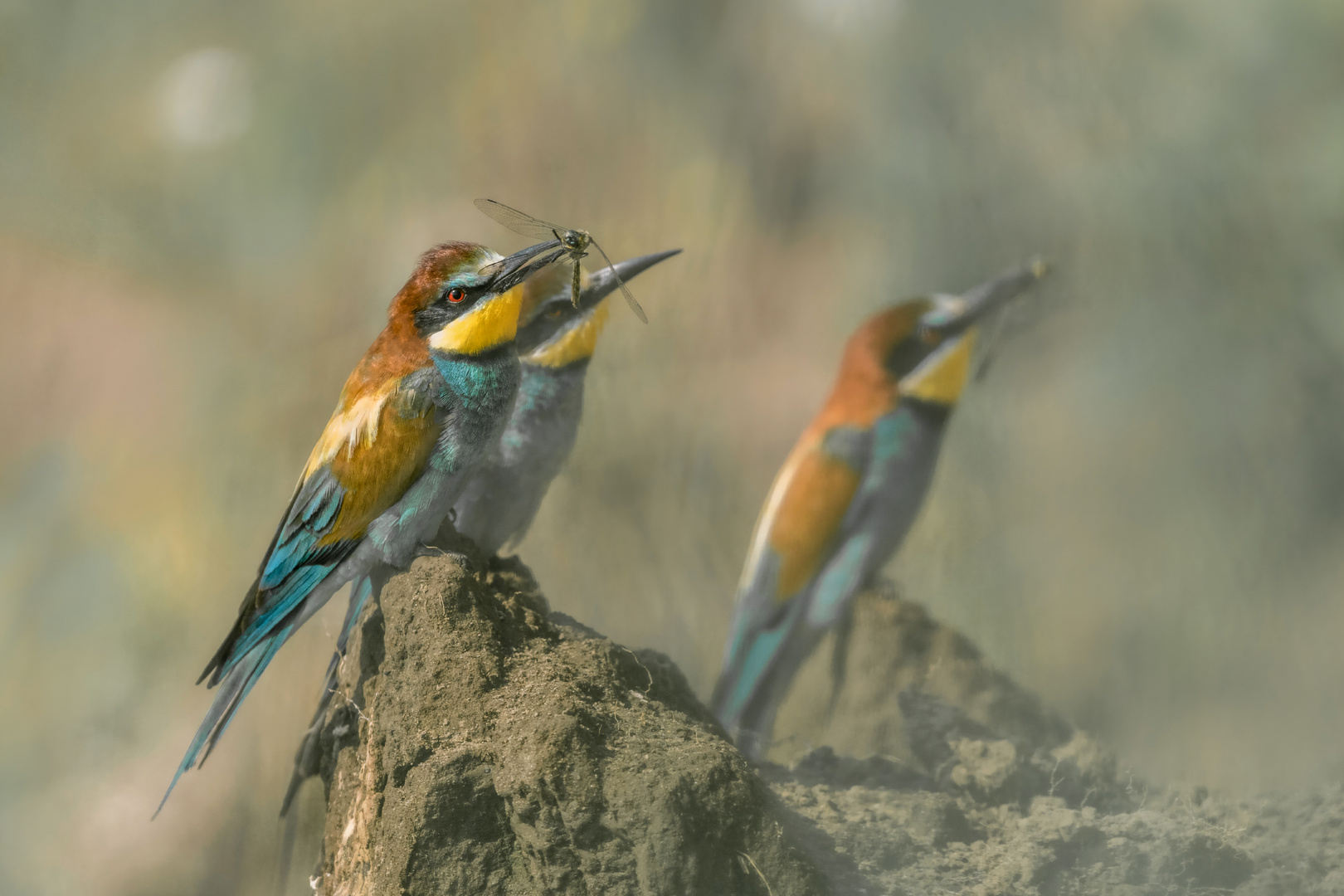 Bienenfresser (Merops apiaster)