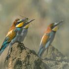 Bienenfresser (Merops apiaster)