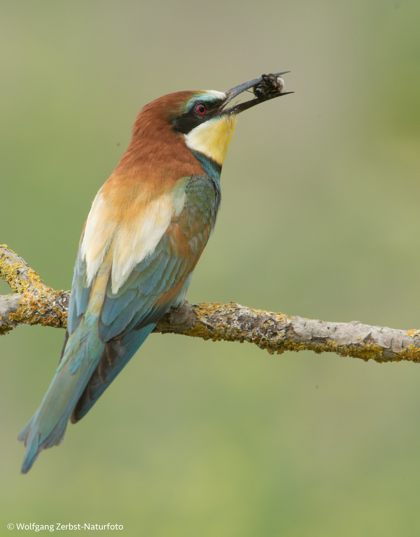 --- Bienenfresser ---   ( Merops apiaster )