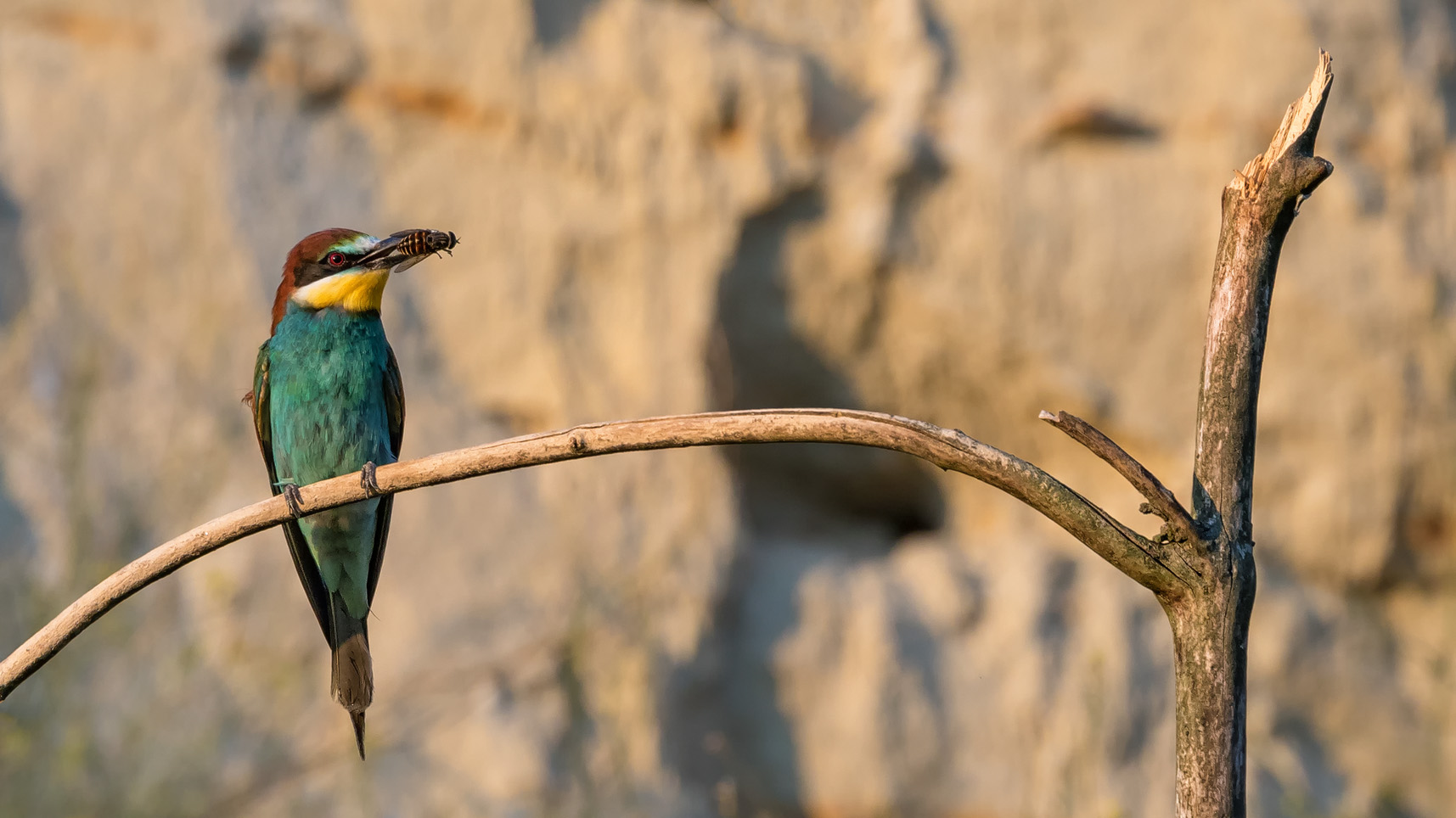 Bienenfresser (Merops apiaster)