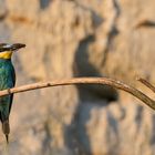 Bienenfresser (Merops apiaster)