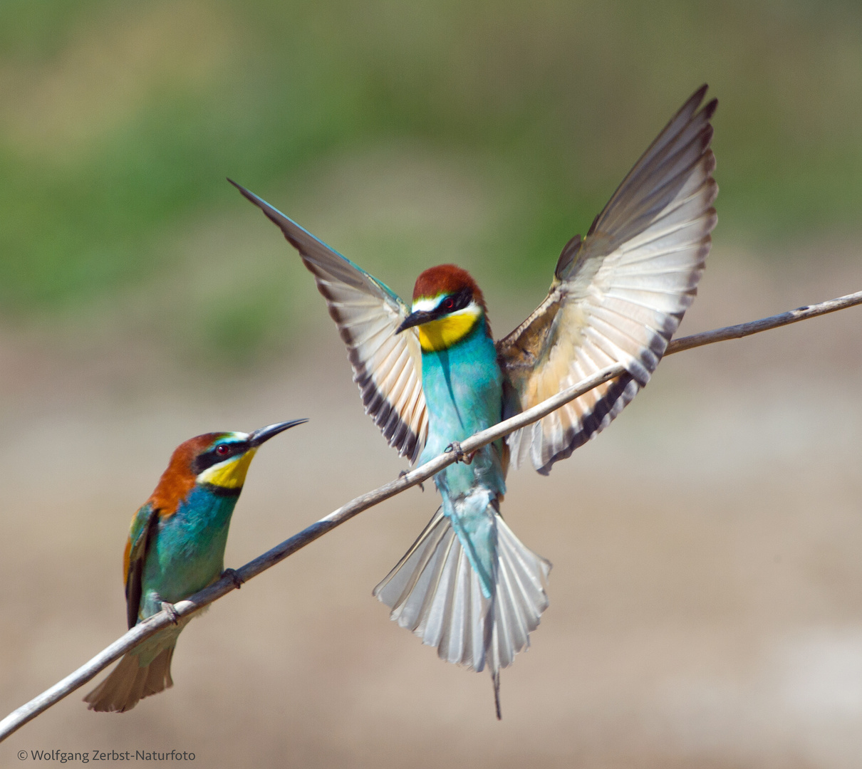 --- Bienenfresser ---  ( Merops apiaster )