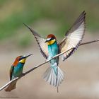 --- Bienenfresser ---  ( Merops apiaster )