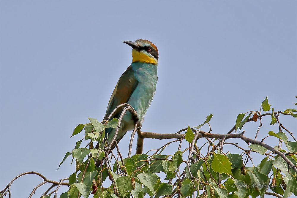 Bienenfresser (Merops apiaster)