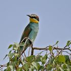 Bienenfresser (Merops apiaster)