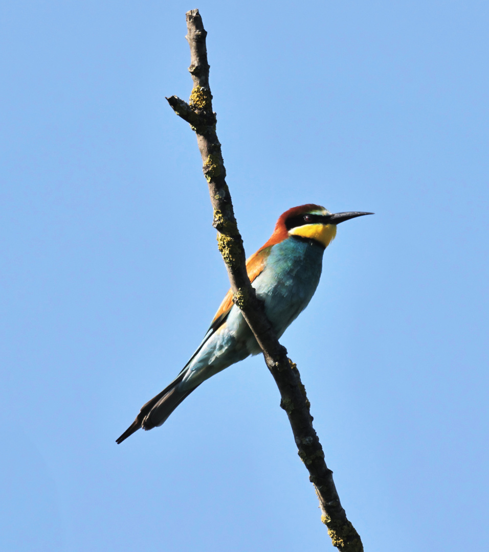 Bienenfresser (Merops apiaster)