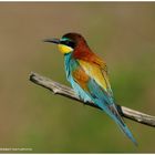 --- Bienenfresser --- ( Merops apiaster )