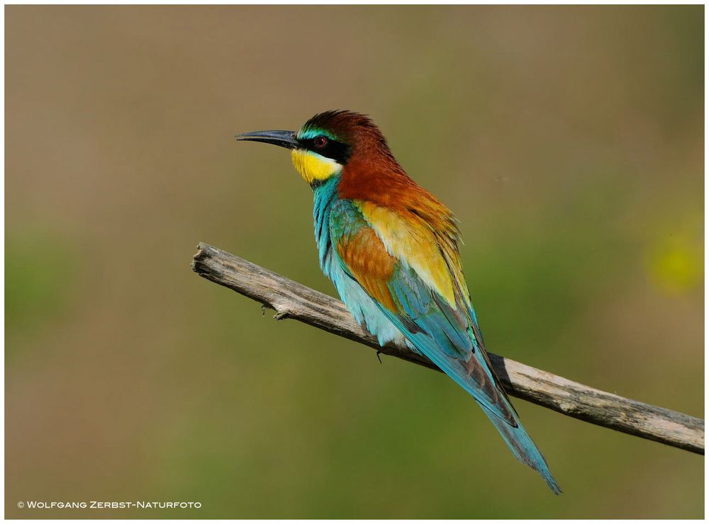 --- Bienenfresser --- ( Merops apiaster )