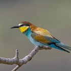 Bienenfresser (Merops apiaster)