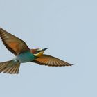 Bienenfresser (Merops apiaster) ...