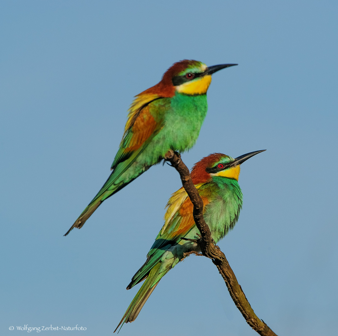 - BIENENFRESSER - ( Merops apiaster )