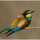 --- Bienenfresser --- ( Merops apiaster )