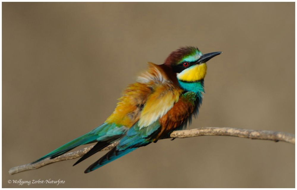 --- Bienenfresser --- ( Merops apiaster )