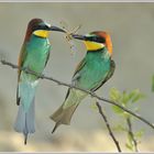 Bienenfresser (Merops apiaster)