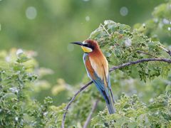 Bienenfresser (Merops apiaster)