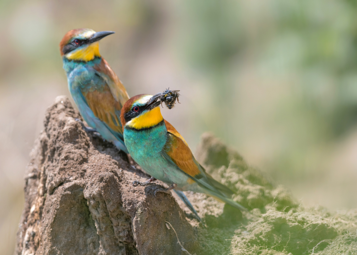 Bienenfresser (Merops apiaster)