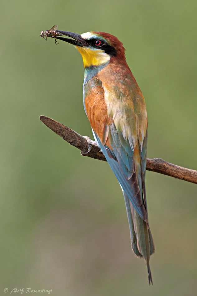 Bienenfresser (Merops apiaster)..