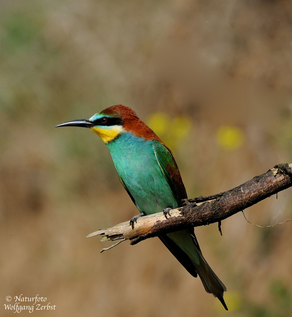 --- Bienenfresser --- ( Merops apiaster )