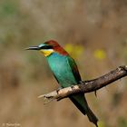 --- Bienenfresser --- ( Merops apiaster )