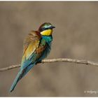 --- Bienenfresser ---- ( Merops apiaster )