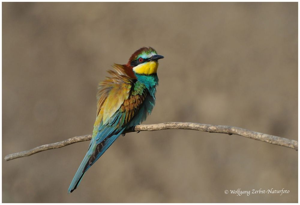 --- Bienenfresser ---- ( Merops apiaster )