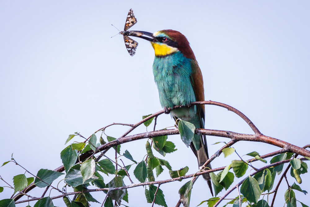 Bienenfresser (Merops apiaster)