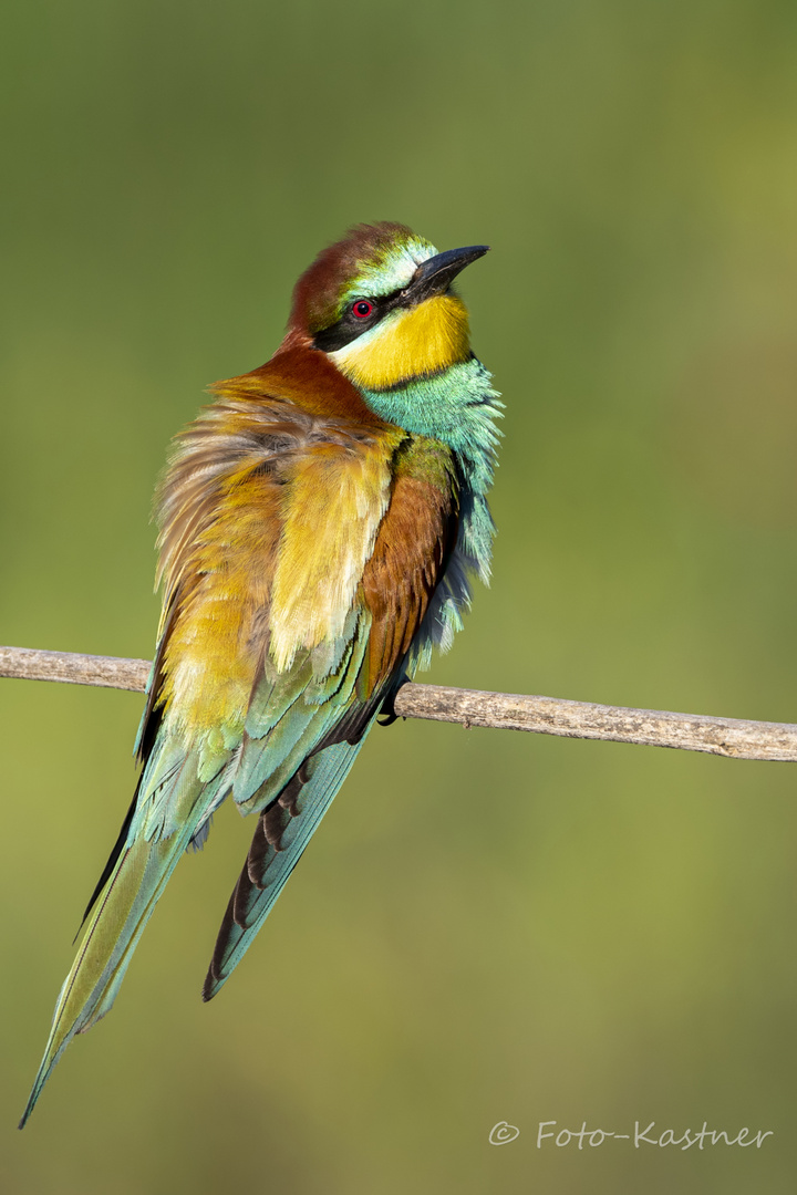 Bienenfresser (Merops apiaster)