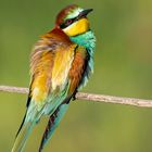 Bienenfresser (Merops apiaster)