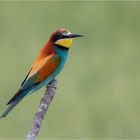 Bienenfresser (Merops apiaster)