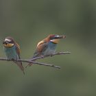  Bienenfresser (Merops apiaster) 