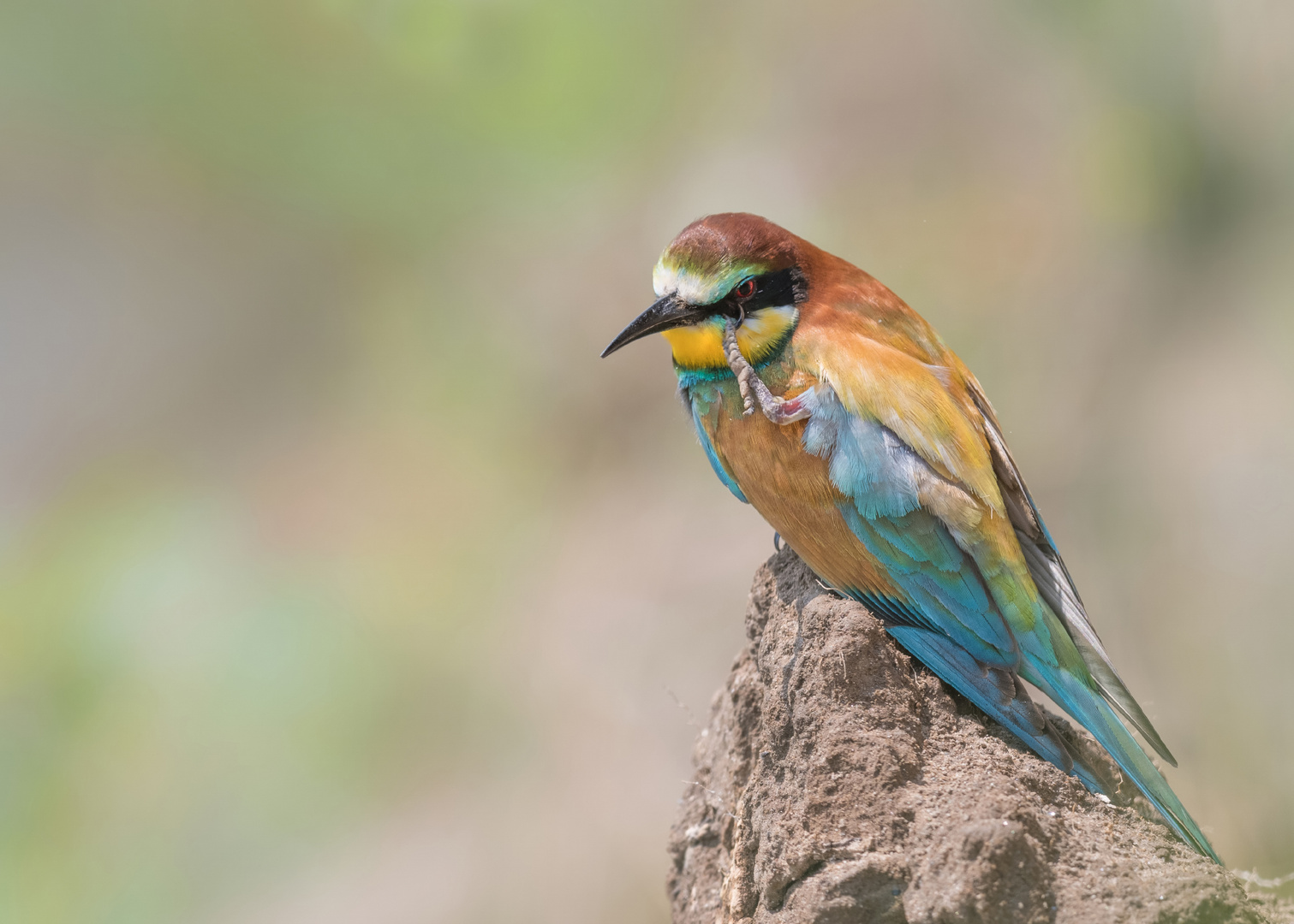 Bienenfresser (Merops apiaster)