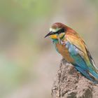 Bienenfresser (Merops apiaster)