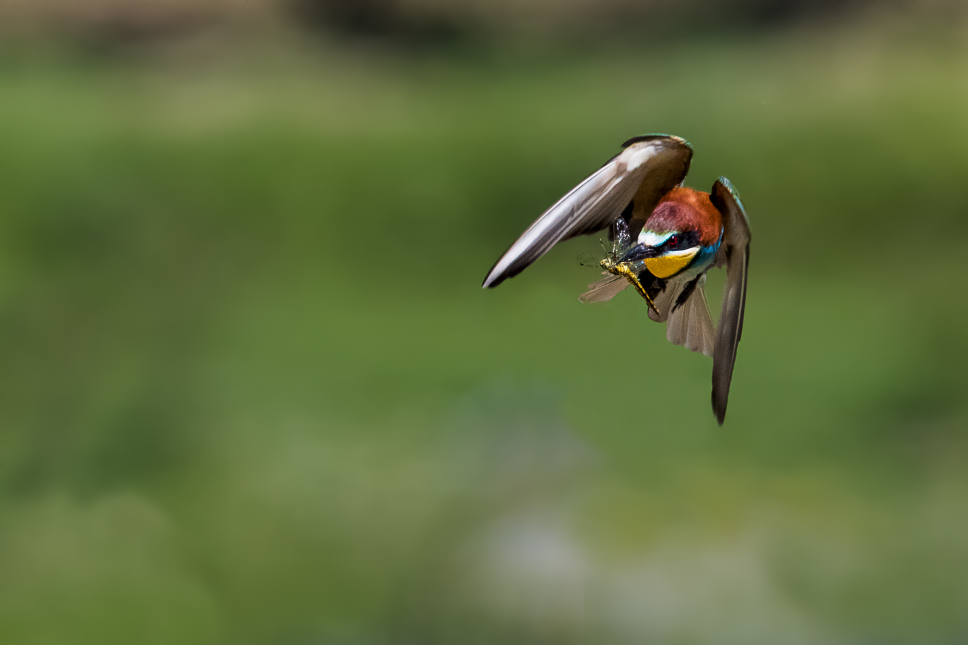 Bienenfresser - merops apiaster