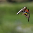 Bienenfresser - merops apiaster