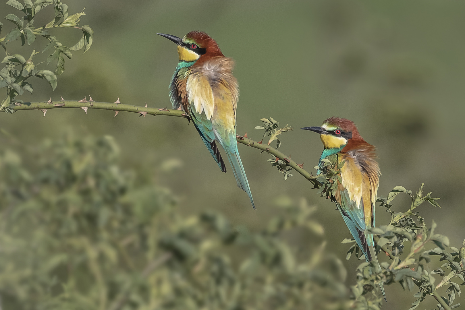 Bienenfresser (Merops apiaster)  