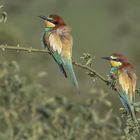 Bienenfresser (Merops apiaster)  