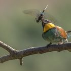 Bienenfresser (Merops apiaster) 