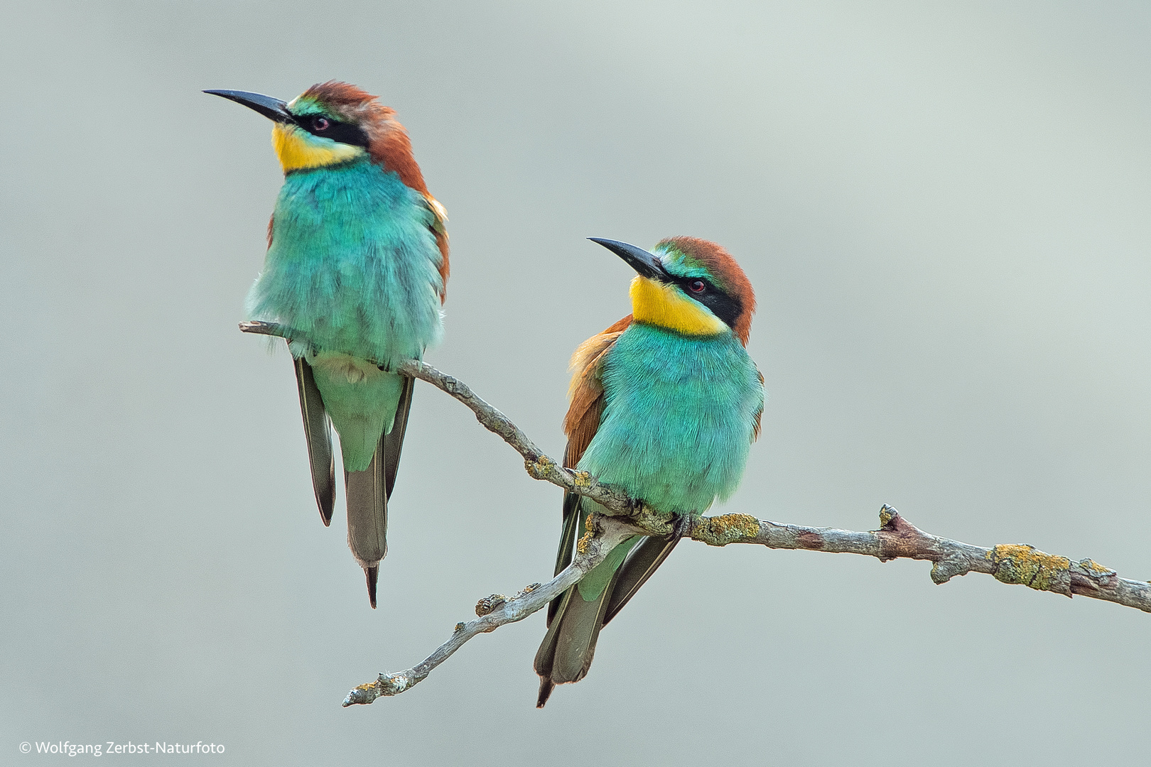 Bienenfresser.  ( Merops apiaster )