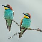 Bienenfresser.  ( Merops apiaster )