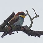 Bienenfresser (Merops apiaster)