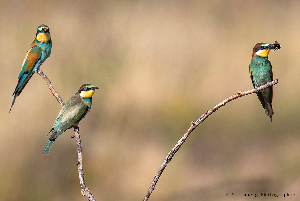 Bienenfresser (Merops apiaster)